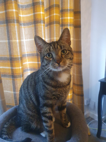 Lovely male cat