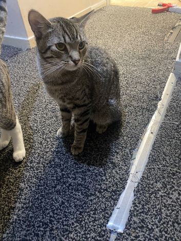 URGENT!!!!  10 months old kittens looking for forever homes