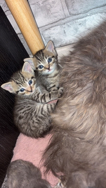 6 mixed kittens