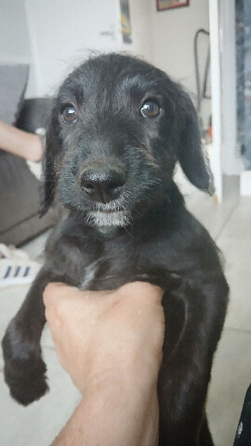 Bedlington x whippet