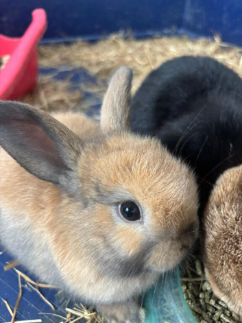 One Gorgeous Mini Lop Baby