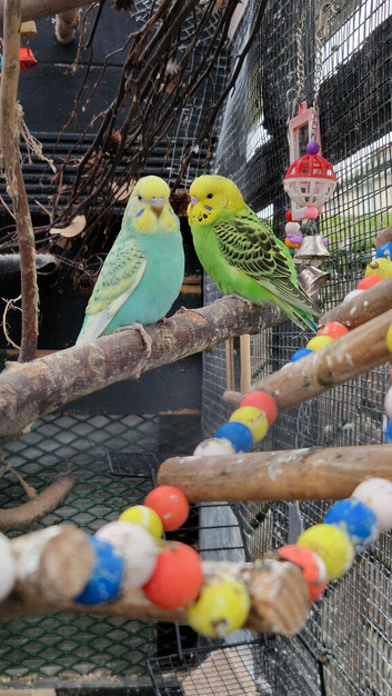 3x budgies 8.5 weeks old &pound;40 each