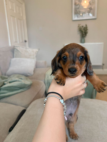 REDUCED ️ MINIATURE DACHSHUNDS