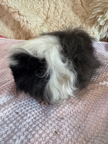 Guinea pig sows Alpaca adults