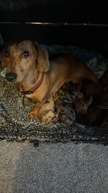 Buni love 6 months old little girl mini miniature