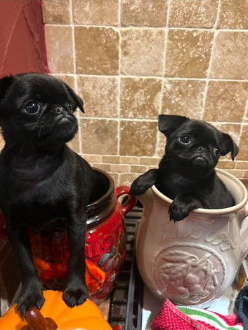 Stunning Litter of Griffon X Pug puppies