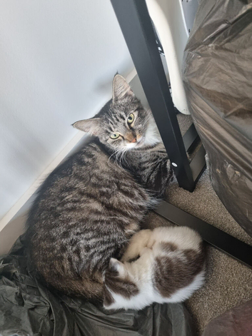 Mother and kitten