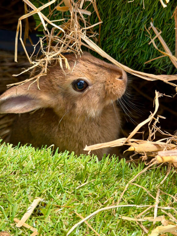 1 x BUCK/MALE BUNNY LEFT FOR SALE READY NOW!