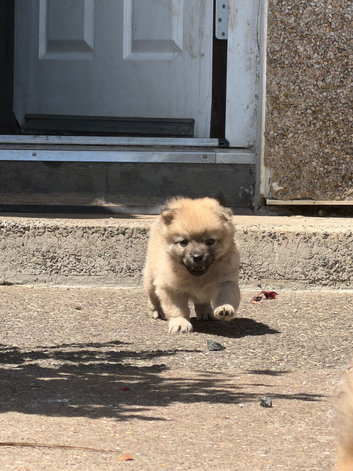 Papillon x Pomeranian Puppies for Sale