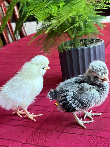 Pika & Bob Baby Chicks