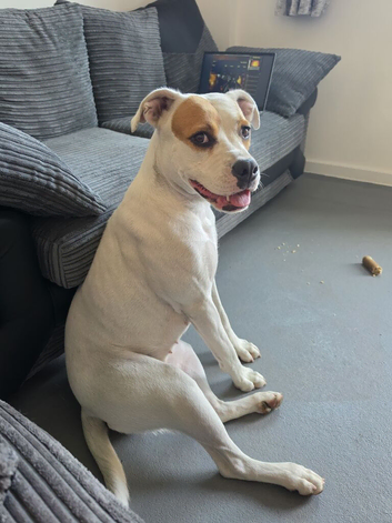 American bulldog X