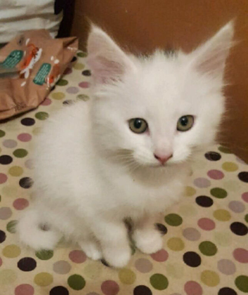 White Turkish