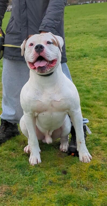 Johnson American Bulldog ** STUD **