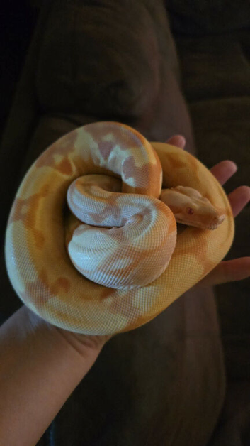 11 month old. Sunglow Boa constrictor Imperator