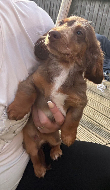 Male Long hair mini daxie puppy