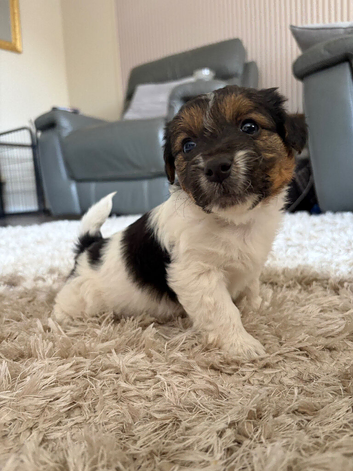 Sealyham terrier x jackrussel