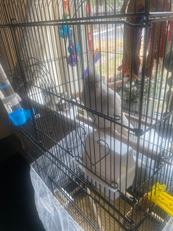 Selling my white albino cockatail Casper