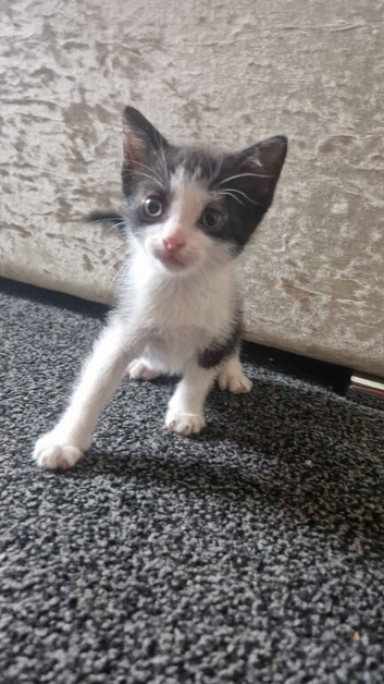 Kitten