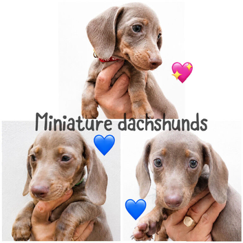 Miniature dachshunds health clear