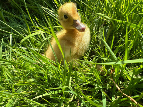 Runner duck ducklings