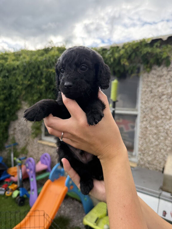 Stunning Cockapoo Puppies for sale.