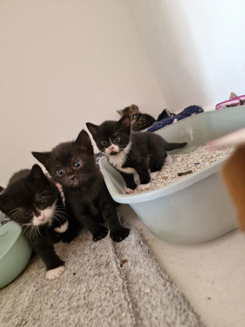 Kittens ready 26th June