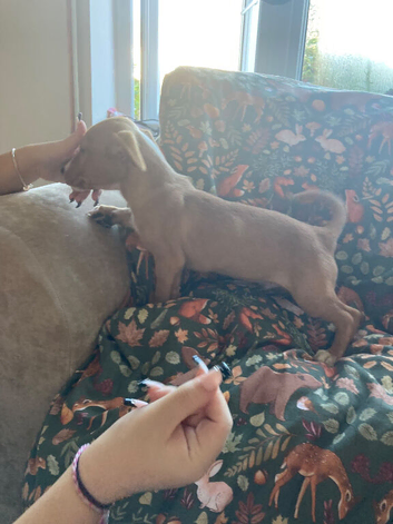 Beautiful jack Russel x patterdale for sale