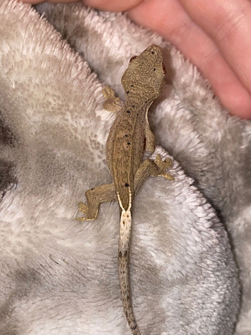 One cute crested gecko for sale