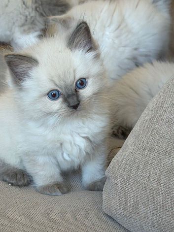 Amazing blue point kittens for sale
