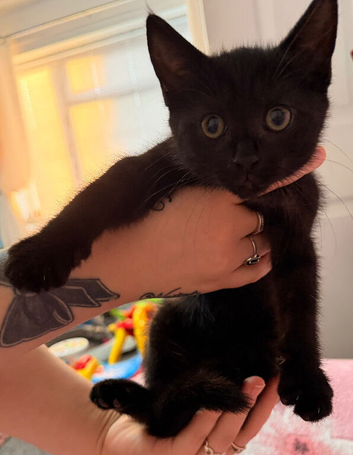 3kittens need their forever home!