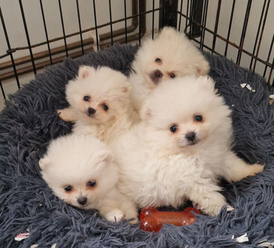 Tiny Pomeranian puppies teddy bear face. White girls and boys