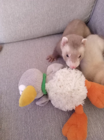 6 Baby ferrets