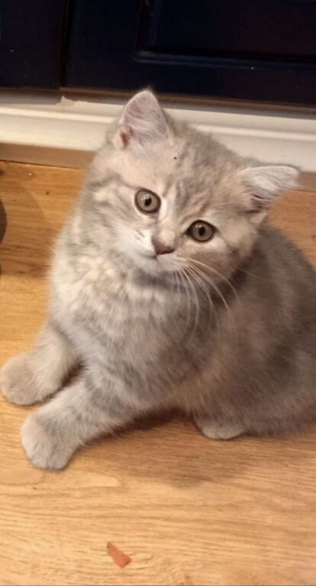 Kittens ready for their new home