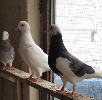 Roller pigeon for sale