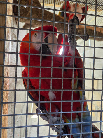 Pair scarlett macaws