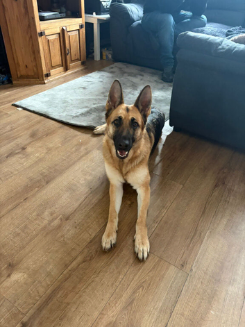 Beautiful litter of GSD puppies for sale