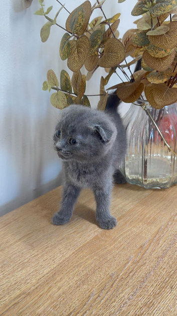 Kitten 8 weeks
