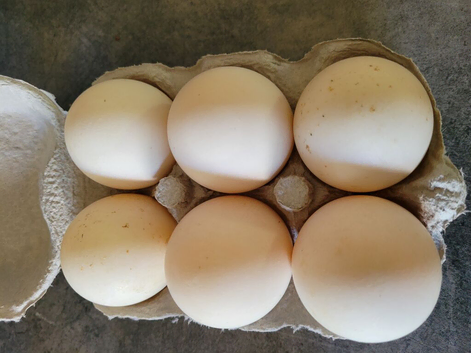 Hatching eggs