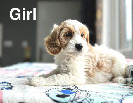 Peaches lovely lemon white cockapoo girl and boy available