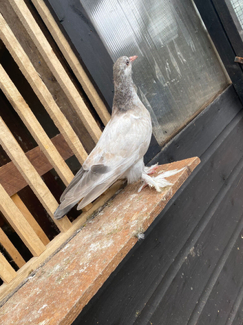 Muffy legged pigeon