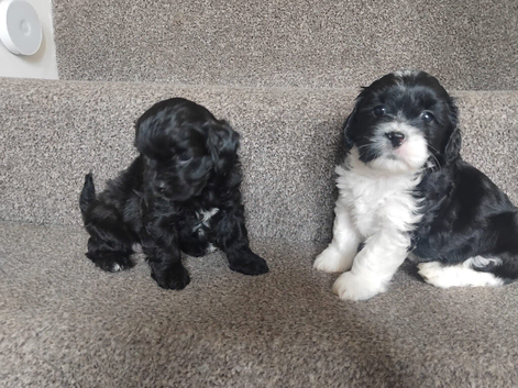 Lhasa apso