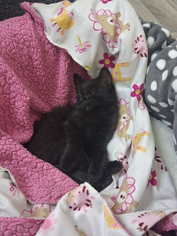 Beautiful black Bombay cat for sale, 22 weeks old. She is healthy, friendly, and there is nothing wrong with her. She is fully litter trained and well