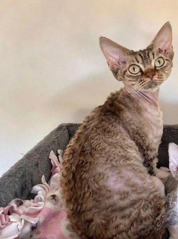 TICA Show Quality Devon Rex Girl