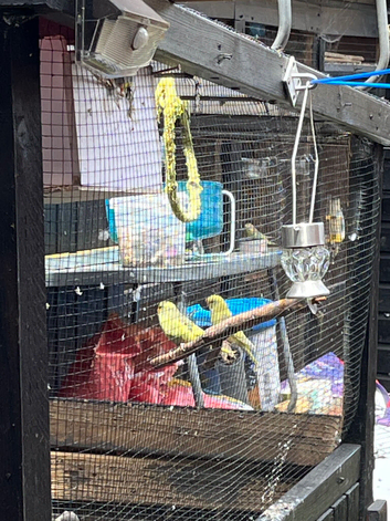 Budgies for sale