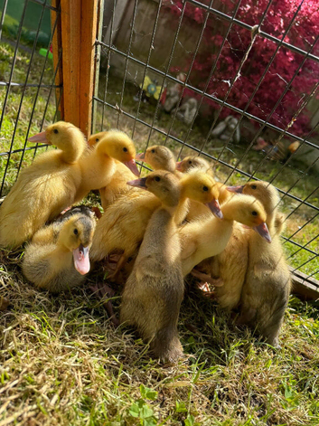 Indian runner ducklings