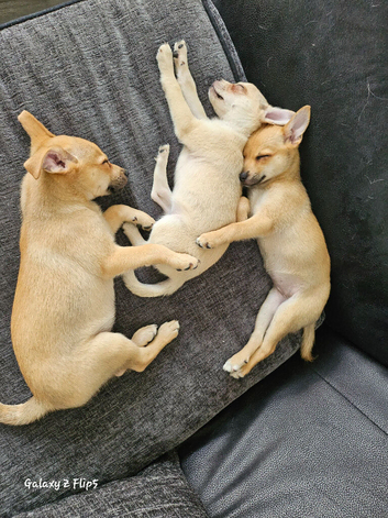 Miniature pincher x pomeranian puppy's