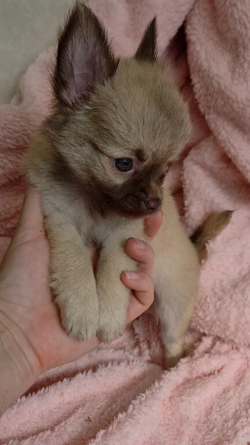 Long Coat Chihuahua puppies