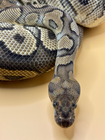 Yellow Belly Clown