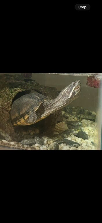 Common musk turtle