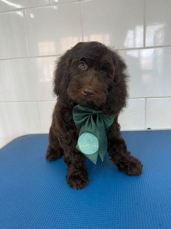 Beautiful cockapoo babies last 3 reduced to find wonderful forever homes